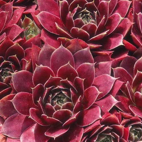 Sempervivum 'Red Chief' - Mägisibul 'Red Chief'